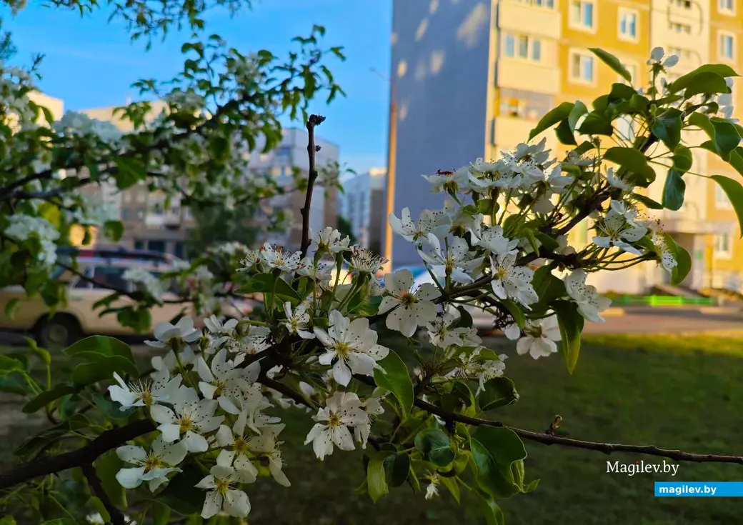 26 апреля 2025 года. Могилев. Весна.