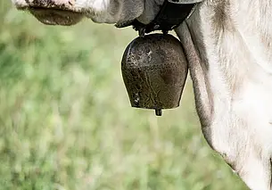 МВД: 65-летний директор предприятия скрывал падеж в особо крупном размере