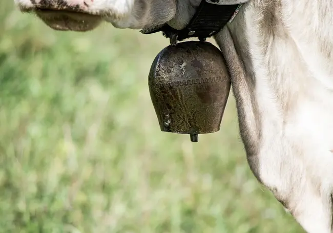 МВД: 65-летний директор предприятия скрывал падеж в особо крупном размере