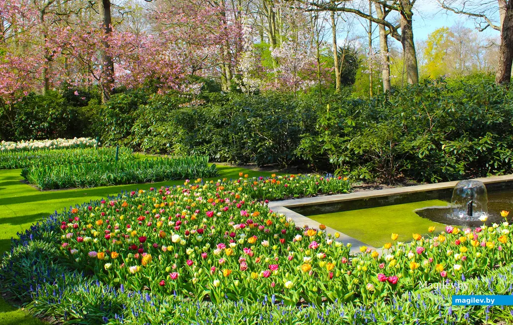 2018 год. Парк Кёкенхоф. Нидерланды.