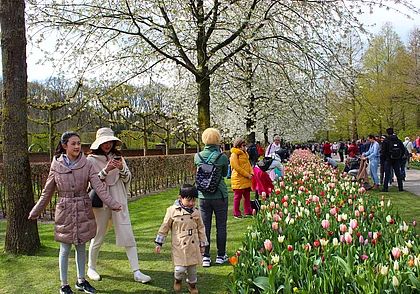 Тюльпановый рай парка Кёкенхоф в Нидерландах: фоторепортаж поездки 7-летней давности