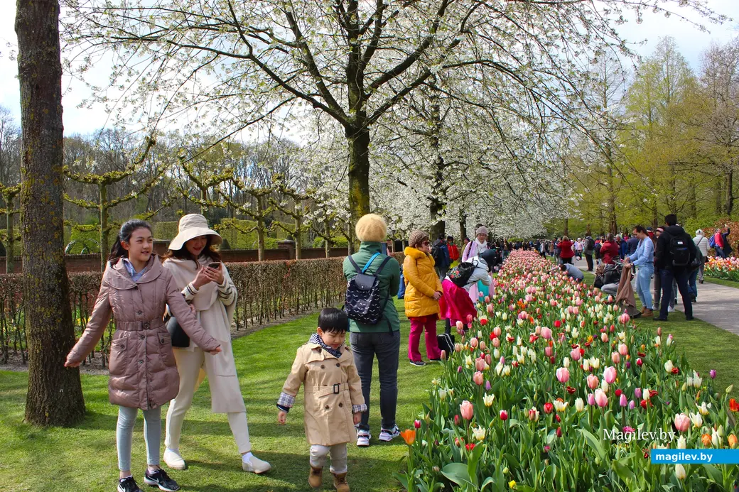 2018 год. Парк Кёкенхоф. Нидерланды.