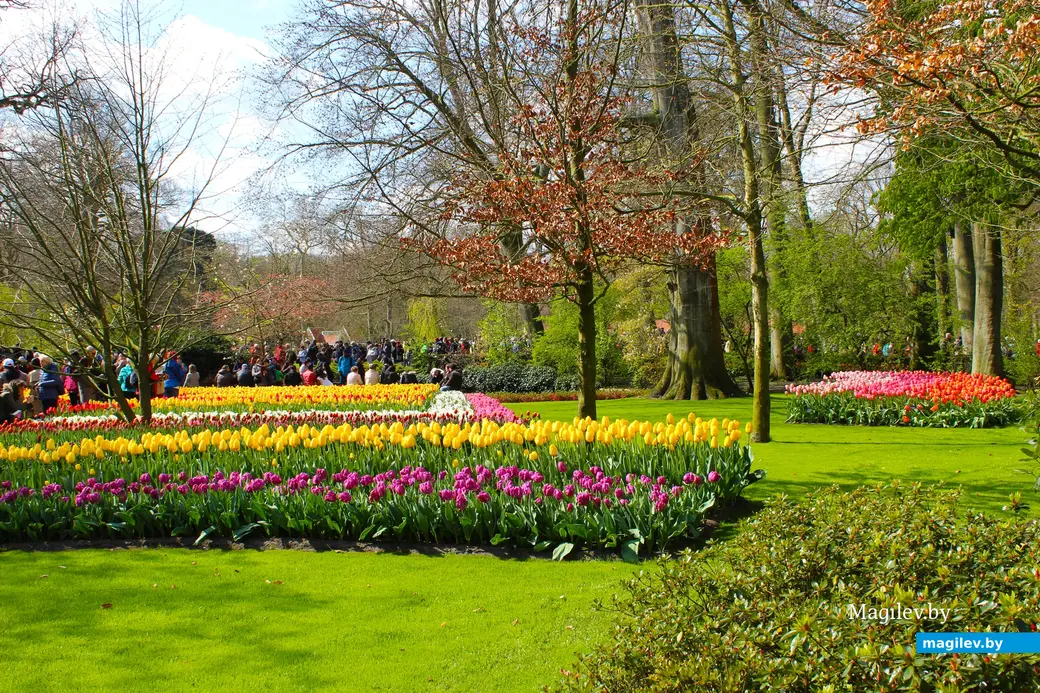 2018 год. Парк Кёкенхоф. Нидерланды.