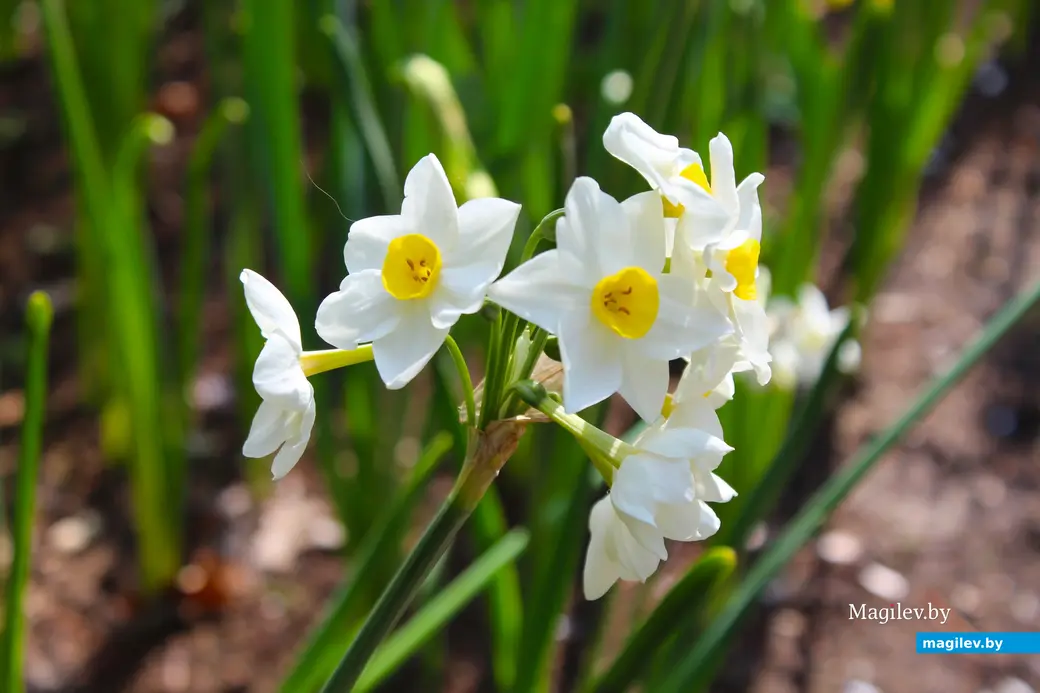 2018 год. Парк Кёкенхоф. Нидерланды.