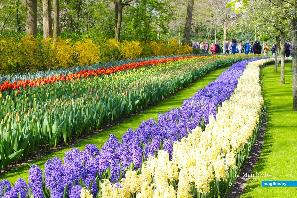 2018 год. Парк Кёкенхоф. Нидерланды.