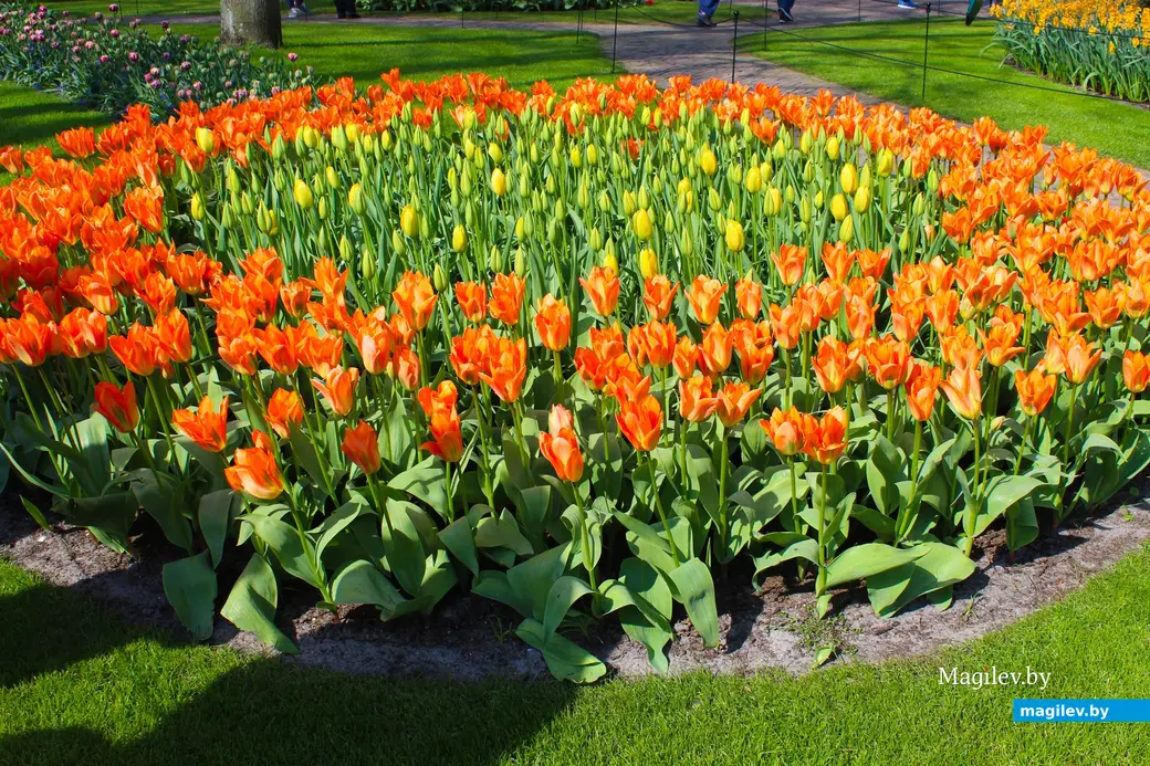 2018 год. Парк Кёкенхоф. Нидерланды.