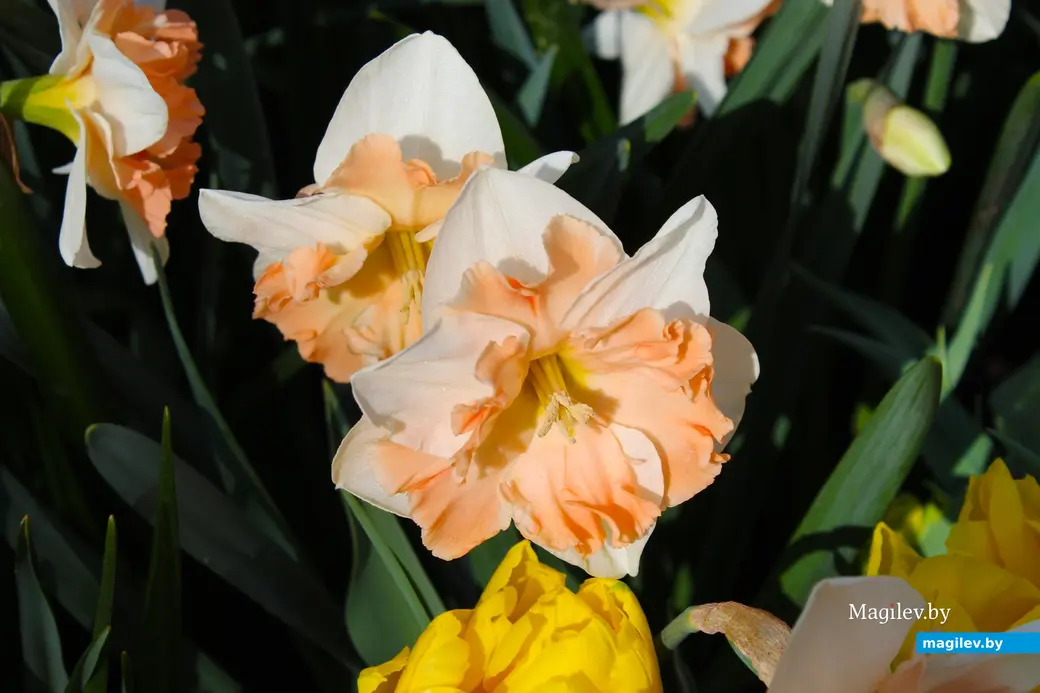 2018 год. Парк Кёкенхоф. Нидерланды.