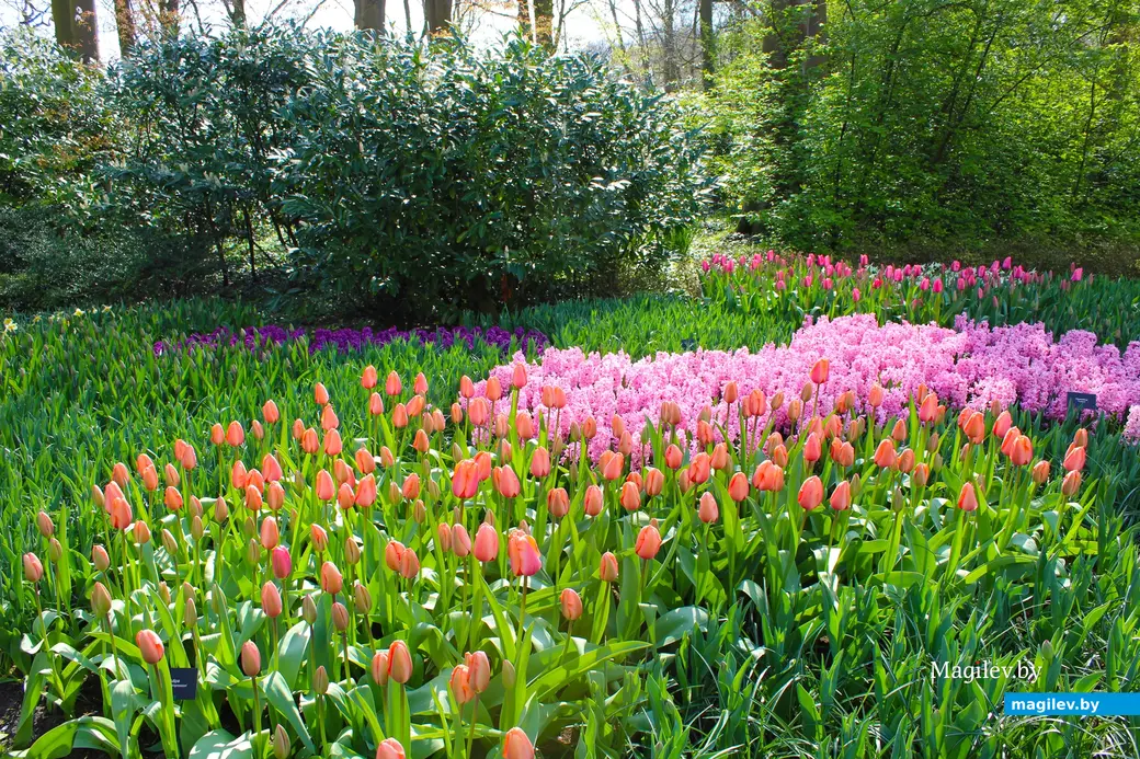 2018 год. Парк Кёкенхоф. Нидерланды.