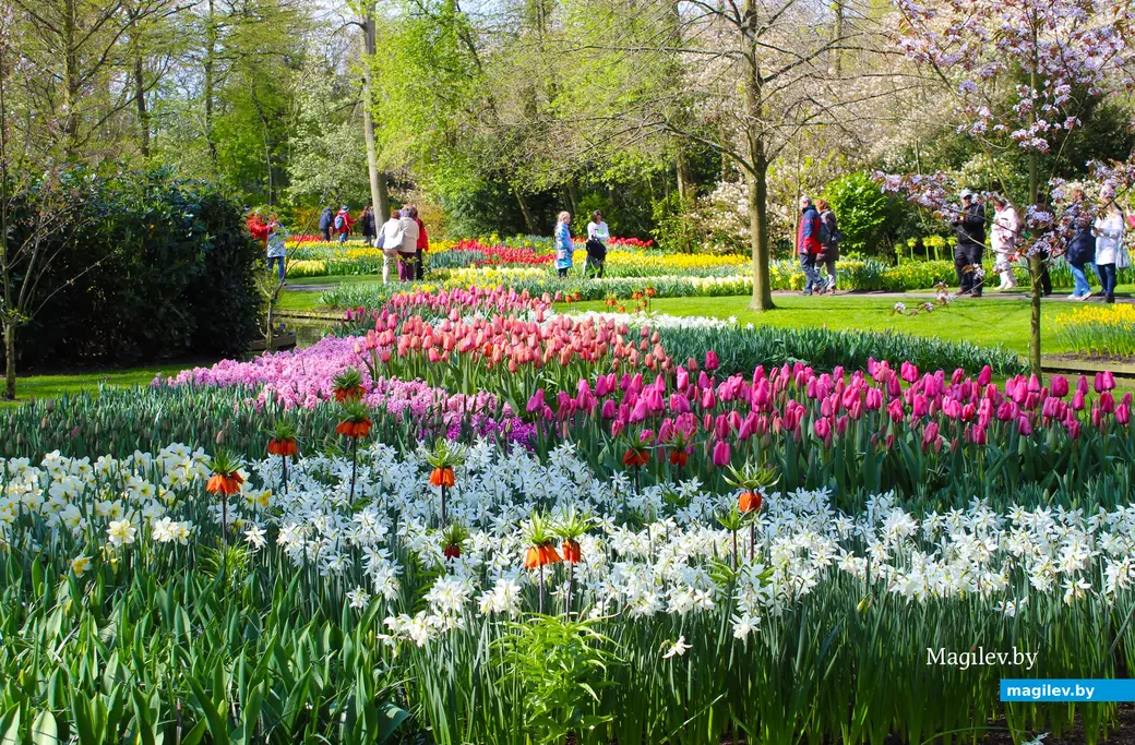 2018 год. Парк Кёкенхоф. Нидерланды