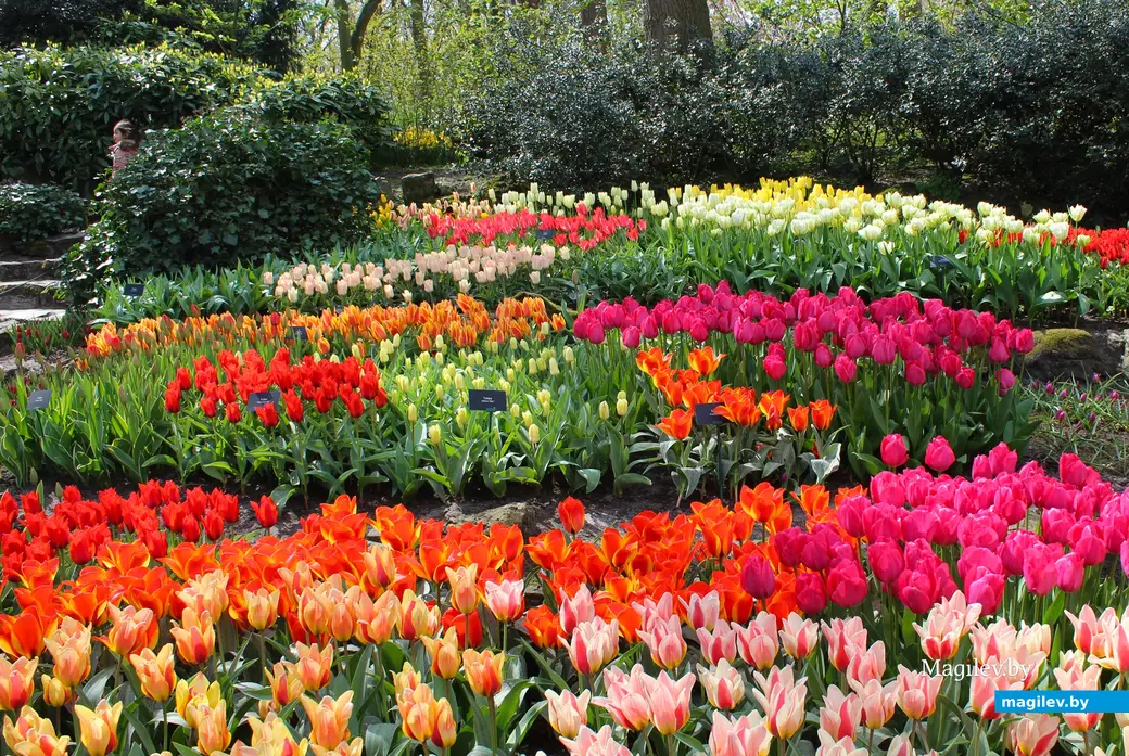 2018 год. Парк Кёкенхоф. Нидерланды