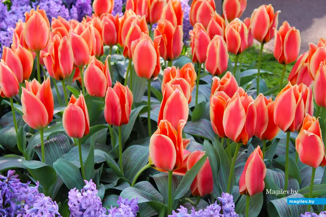 2018 год. Парк Кёкенхоф. Нидерланды.