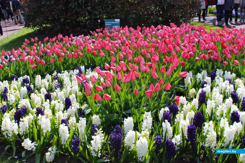 2018 год. Парк Кёкенхоф. Нидерланды.