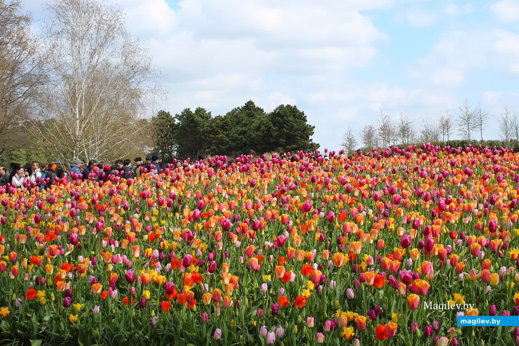 2018 год. Парк Кёкенхоф. Нидерланды.