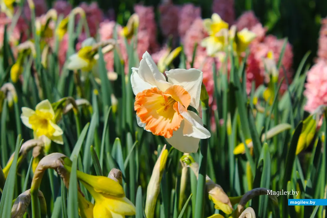 2018 год. Парк Кёкенхоф. Нидерланды.