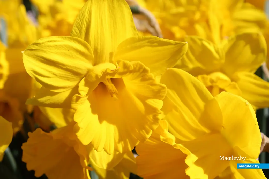 2018 год. Парк Кёкенхоф. Нидерланды.