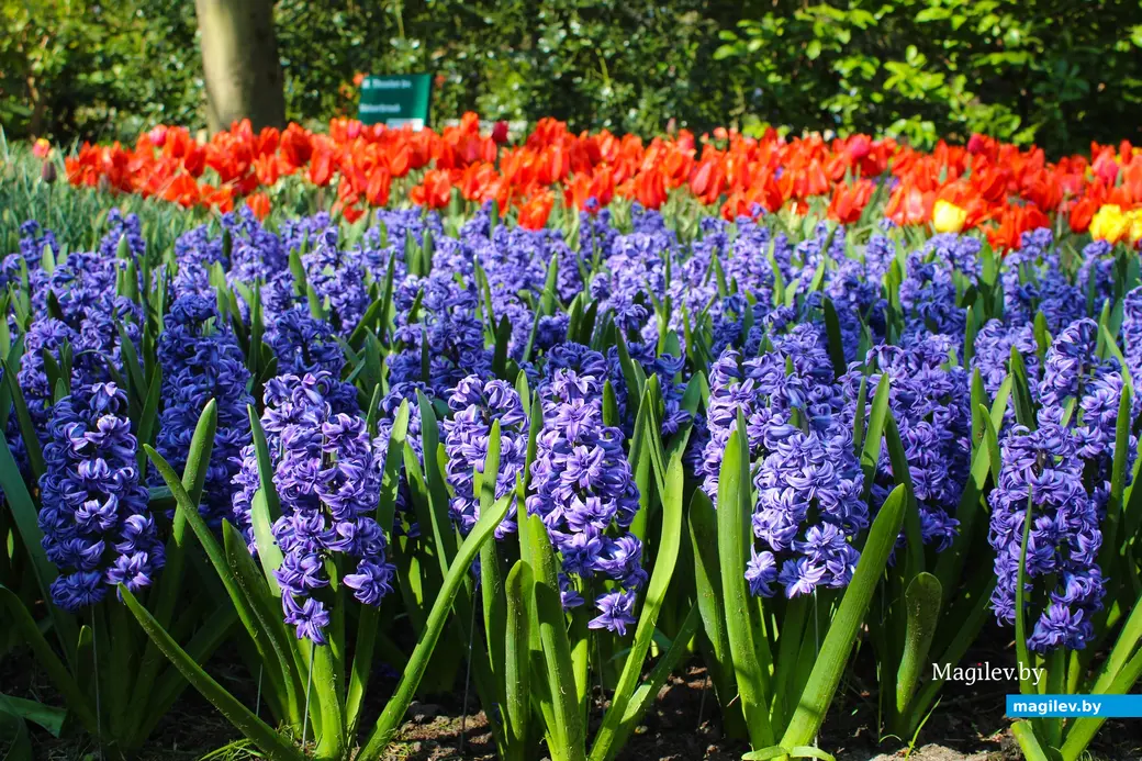 2018 год. Парк Кёкенхоф. Нидерланды.