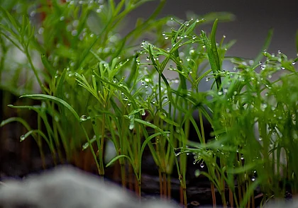 Как ускорить всхожесть укропа? Есть простой способ