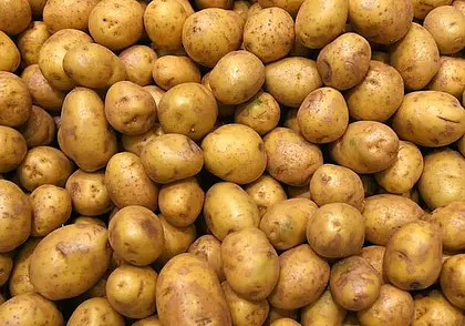 Беларусь стала лидером по экспорту картофеля в Россию