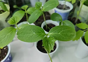 Рассада огурцов начала вытягиваться. Как вернуть ей силы?