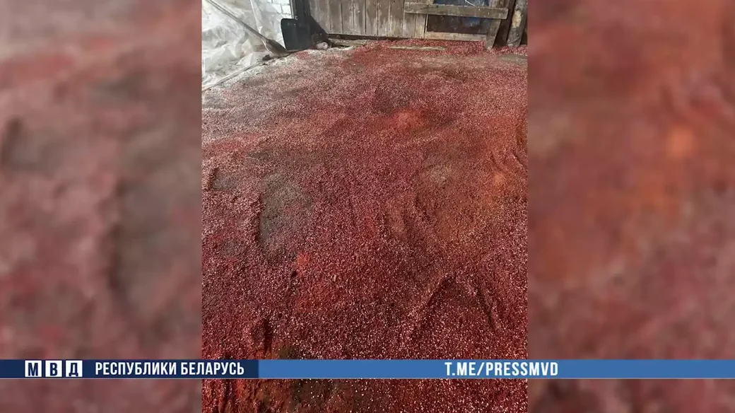 В Костюковичах завскладом и руководитель фермерского хозяйства похитили 36 тонн удобрений.