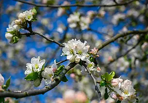 До 14 градусов тепла, без осадков: какую погоду ждать в Могилеве 6 мая