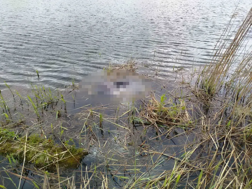 На озере в Костюковичах утонул мужчина. Фото: Могилевское областное УМЧС