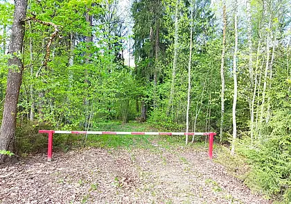 Ограничения на посещение лесов сняты в четырех районах Могилевской области