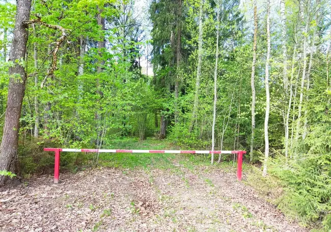 Ограничения на посещение лесов сняты в четырех районах Могилевской области