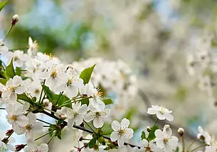 Преимущественно без осадков и до +11°С ожидается сегодня в Могилеве. Ночью возможны заморозки