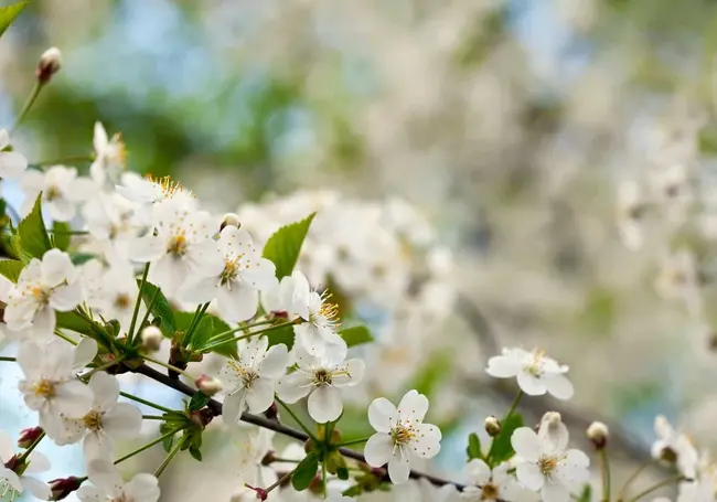 Преимущественно без осадков и до +11°С ожидается сегодня в Могилеве. Ночью возможны заморозки
