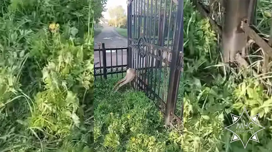 8.05.2024 г. В Витебске косуля застряла в прутьях забора. Фото: МЧС