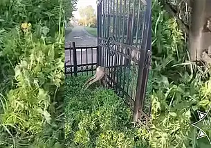 В Витебске косуля застряла в прутьях забора. Освободить ее помогли спасатели