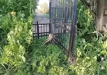 В Витебске косуля застряла в прутьях забора. Освободить ее помогли спасатели