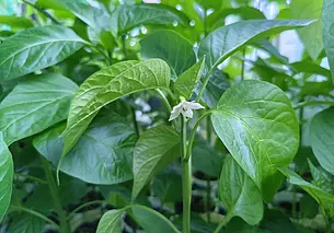 Когда высаживать рассаду перца, томатов и огурцов в открытый грунт? Рассказываем