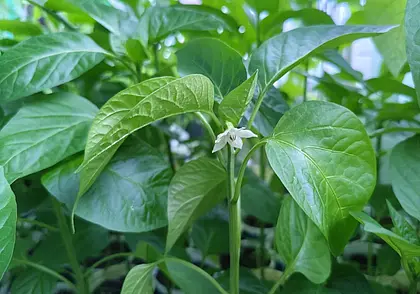 Когда высаживать рассаду перца, томатов и огурцов в открытый грунт? Рассказываем