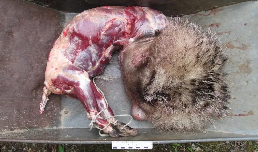 Фото: УГКСЭ по Могилевской области