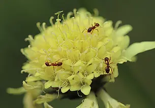 Как выгнать муравьев из сада? Предлагаем 5 эффективных способов