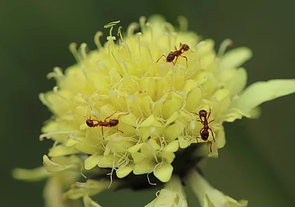 Почему манка не всегда эффективна в борьбе с муравьями на огороде?
