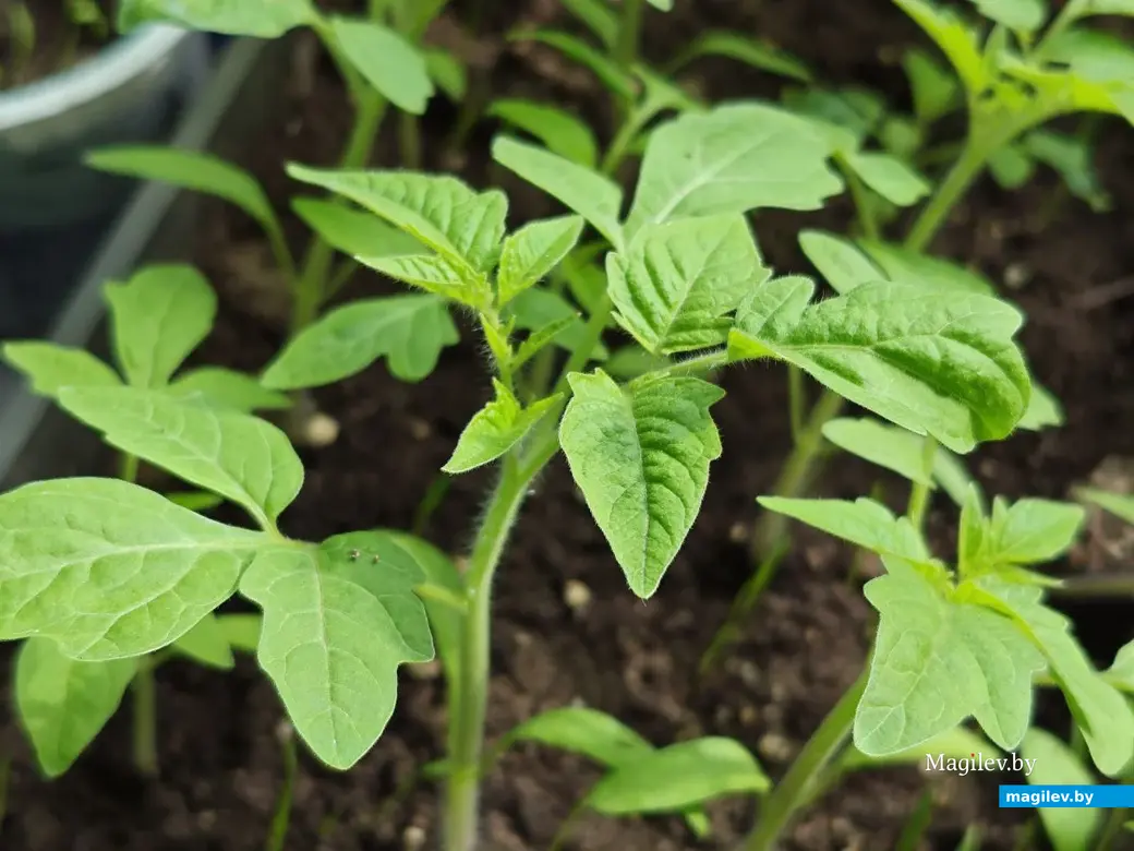 Рассада томатов. Фото Галины Покровской.