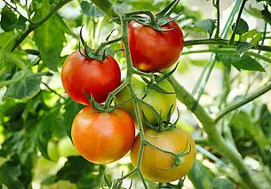 Помидоры созрели и потрескались. Почему?