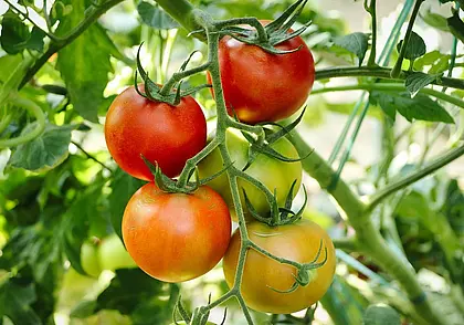 Уход за томатами в дождливую погоду