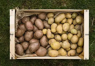 В Беларуси завершили посадку картофеля