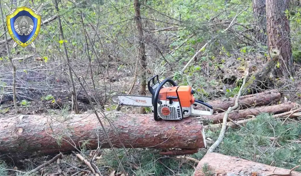 Погиб работник в Краснопольском районе при валке леса. Фото ТК-Следственный комитет Беларуси.