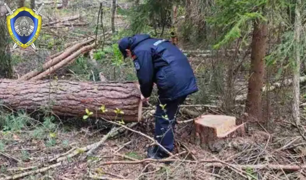 Погиб работник в Краснопольском районе при валке леса. Фото ТК-Следственный комитет Беларуси.