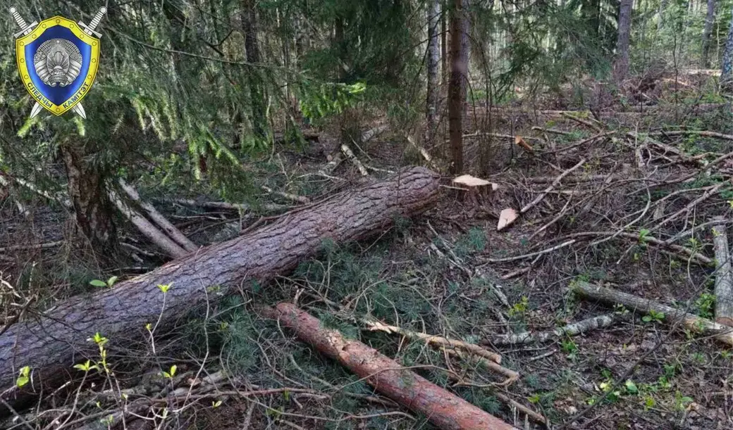 Погиб работник в Краснопольском районе при валке леса. Фото ТК-Следственный комитет Беларуси.