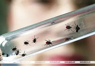 В Могилевской области от укусов клещей с начала года пострадали более 350 человек