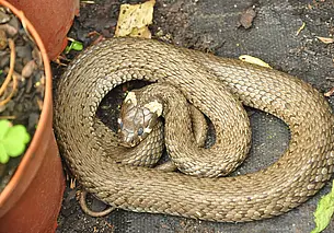 На дачном участке ужа обнаружили. Что делать?