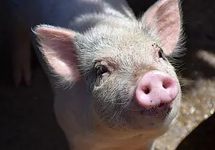 В Витебской области из-за халатности работника погибло около 700 поросят