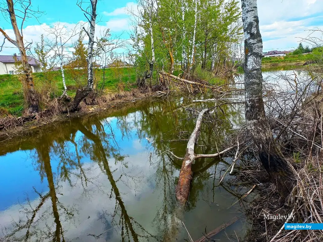 Май 2025 года, Могилев, окрестности микрорайона Казимировка.