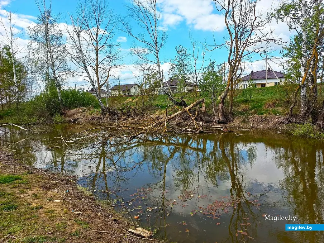 Май 2025 года, Могилев, окрестности микрорайона Казимировка.